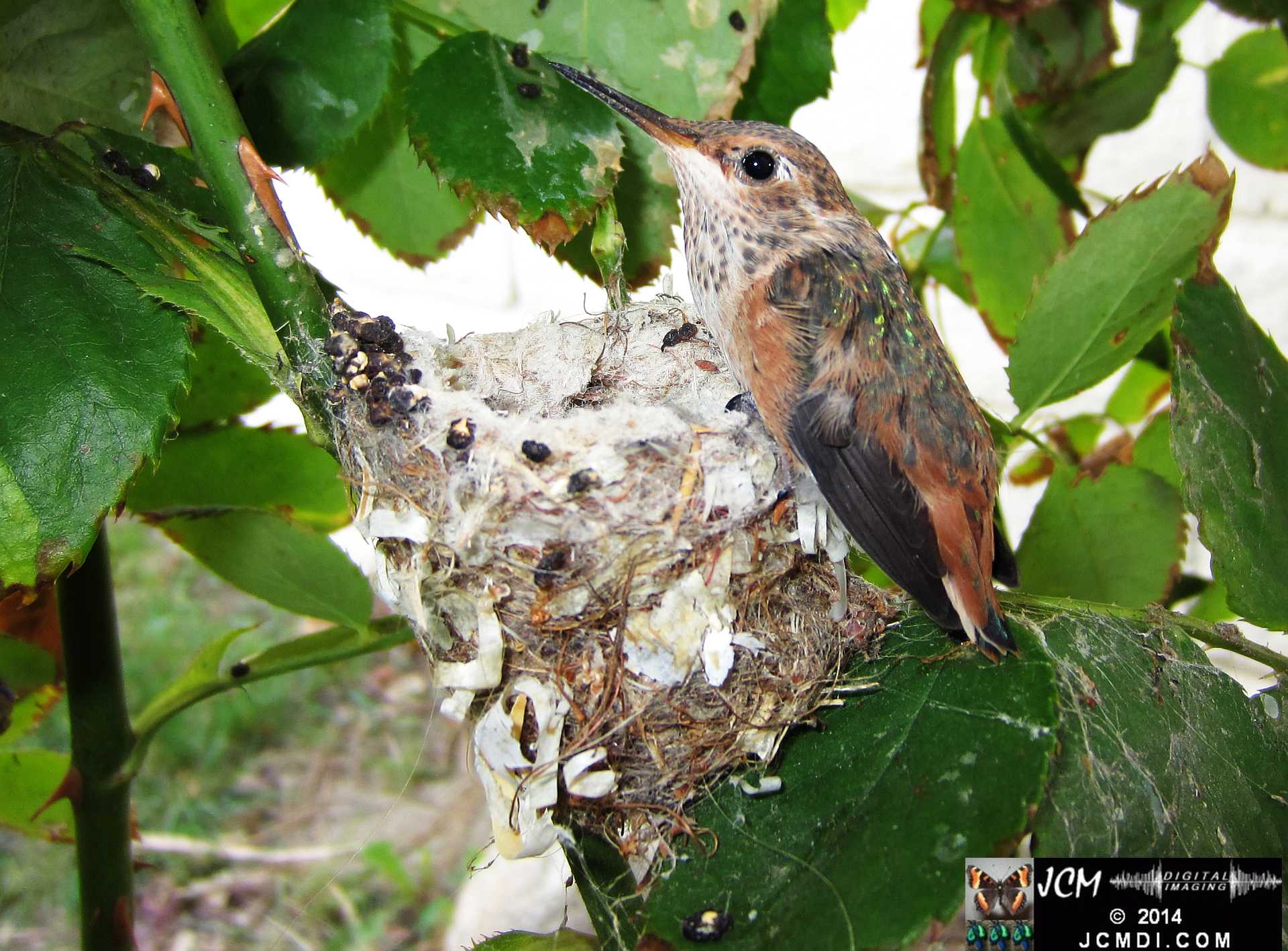 Allens Hummingbird chick and nest image 3-28-2014